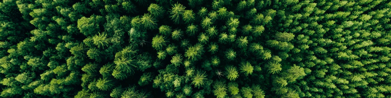A forest from above.