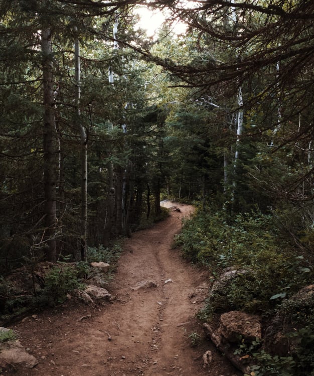 A dense forest with a dirt path.