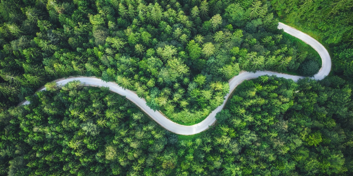 A top-down view of a forest with a road winding through it.