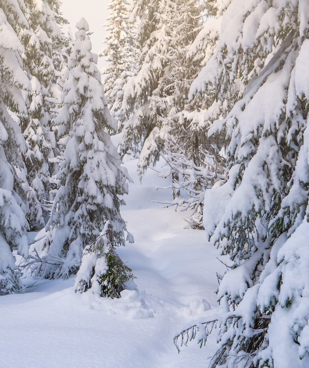 A snowy forest.